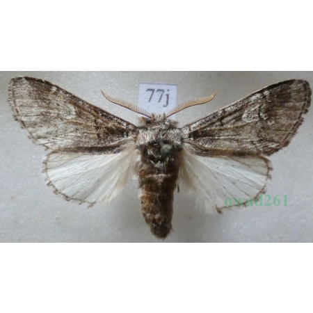 Drymonia querna (Denis & Schiffermüller, 1775) male Dąbrówka dębowa Czech77j